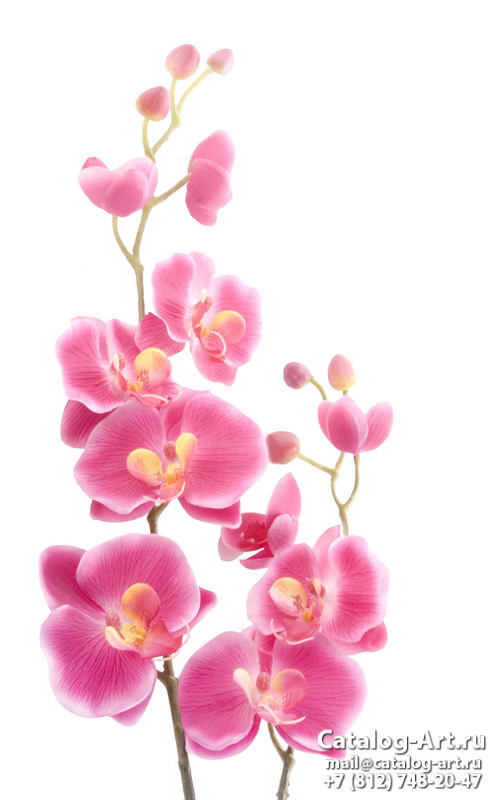 Pink orchids 9